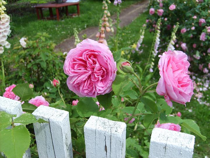 Louise Odier.JPG - LOUISE ODIER Snonym: Mme de Stella (Magottin 1851).

Bourbonrosorna. Rosa blomma, välformad, symmetrisk, tätt fylld, skålformad och nickande. Doftar fruktigt med inslag av klöver. Blommar rikligt och nästan oavbrutet. Stark och söt doft. Det sägs att denna ros används för att göra den franska parfymen Joy. Får ofta kraftiga angrepp av svartfläckssjuka och lättare angrepp av mjöldagg och rosrost.. Uppkallad efter en älskad balettdansös i Paris på 1800 talet. Storlek: 1.5x2.0m. Zon III.